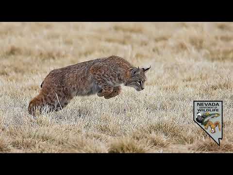 Winter Wildlife Viewing