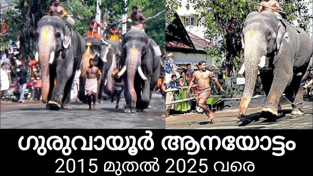 Победители слоновьих забегов Гуруваюр с 2015 по 2025 год | Гуруваюр аанайоттам | Видео со слонами