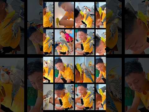 幾隻鸚鵡🦜已經成為咗我們的一家人🌈每日一起生活 #￼mangohk #parrot