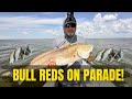 Bull Reds On Parade in Galveston East Bay #trikafishing #trikarods