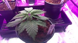 BlueWidow (Week 3 Veg) Topped
