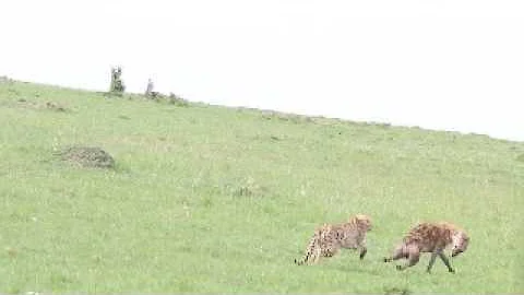 Cheetah for once gets fed up with hyena and chases it away