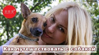 Собака - путешественница. Правила путешествий с животными Собака - путешественница. Правила путешествий с животными