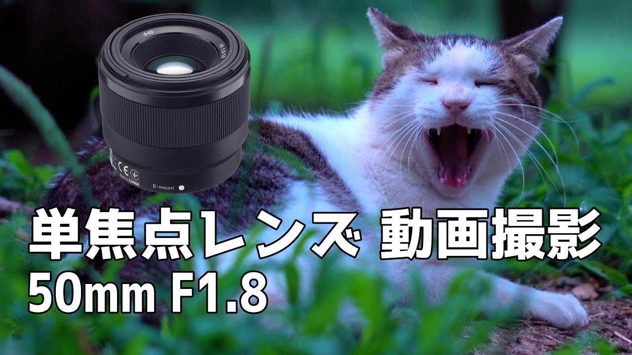 α7III / 驚異的なオートフォーカスの力！単焦点レンズ 動画 撮影 SONY 50mm F1.8 prime lens Autofocus