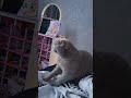 #cat #cute Почему Кошки Мурлыкают?