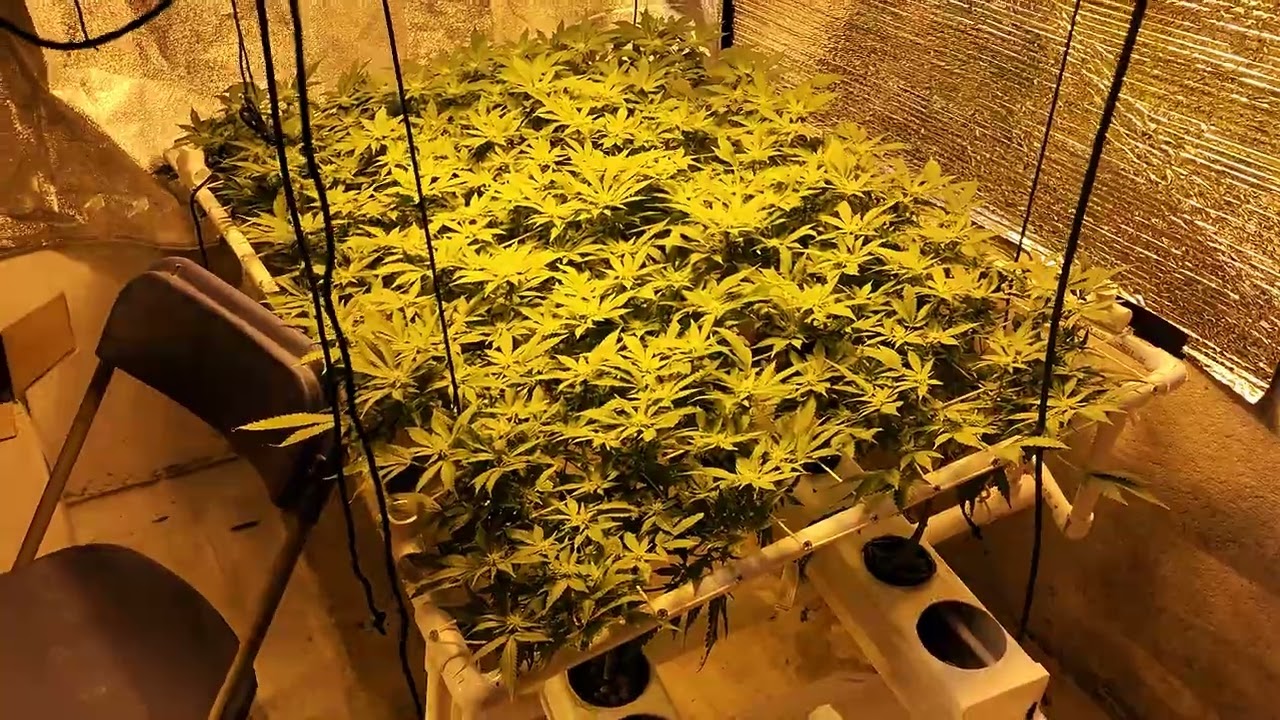 Day 20 of flowering.   Defoliation.