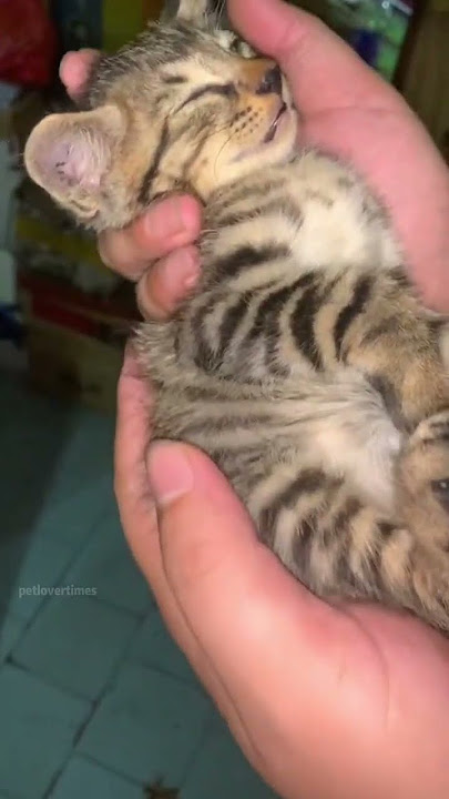 Lazy Cat Nap: So Adorably Still.#cat  #catlover #funny #funnyvideos #foryou #fypage #fypツ  #cats