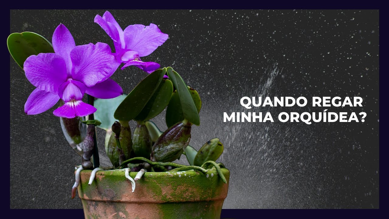 Como hacer que una orquidea eche raices