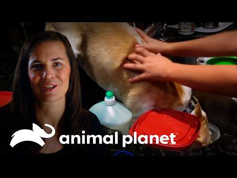 She won't stop eating! Meet Lucy, the food-obsessed pup | Mischievous Pets | Animal Planet Brazil
