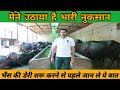 भैंस की डेरी शरू कैसे करे | कोन कोन सी परेशानी आ सकती है | How to start buffalo milk dairy