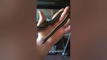 Introducing my garter snakes in a new cohab bioactive setup.