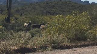 Wild donkeys (baby donkey) in Arizona