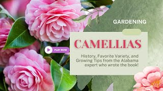 Camellias are the State Flower of Alabama! What Is The Alabama Flower