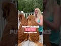 Puppy Name Ideas for Boys | Dog Names I Love But Didn’t Use