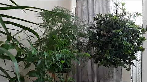 Делаю СРАЗУ ПЫШНЫЕ кусты традесканции! Без секретов доступно каждому! Бери и делай!