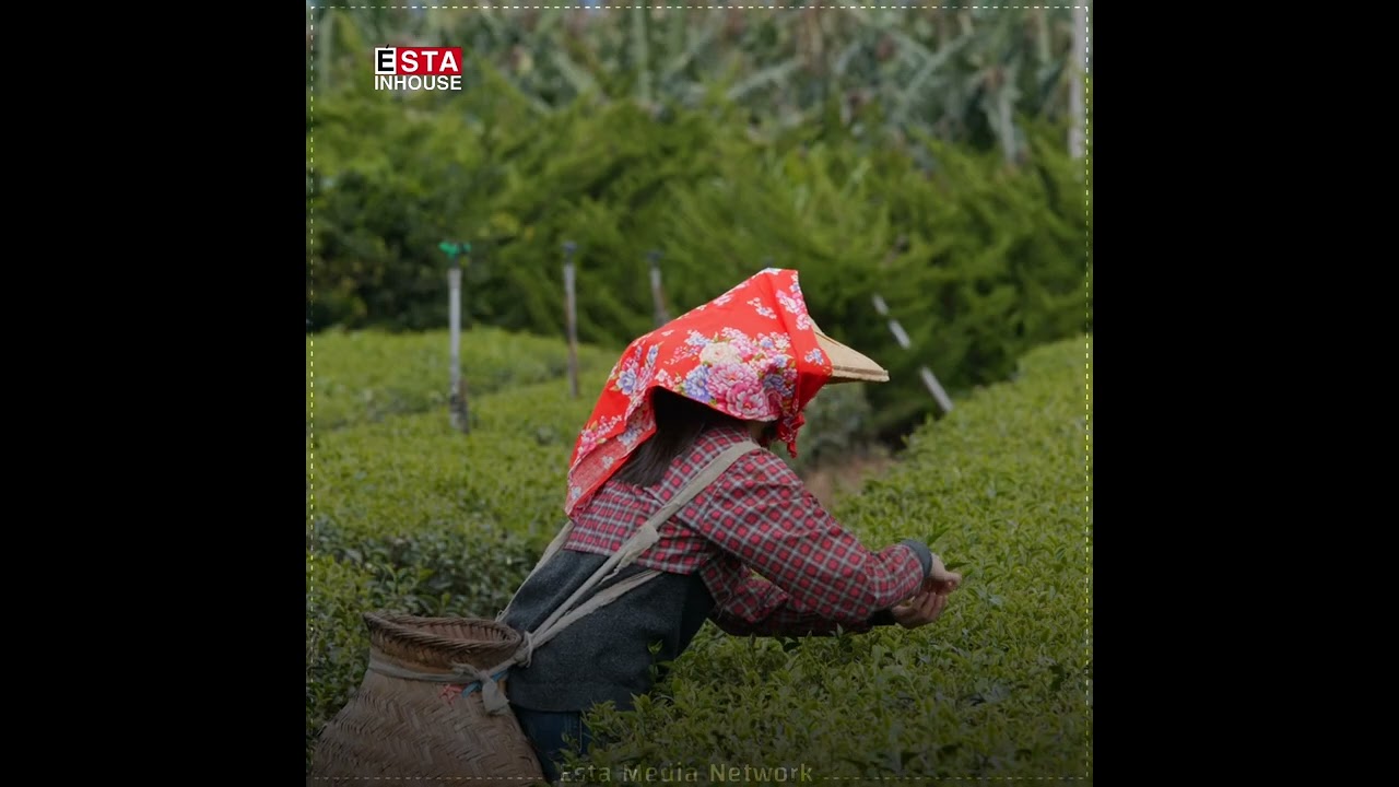 سریلانکا باشترین چای جێهان بەرهەم دەهێنێت