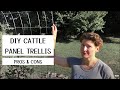 Cattle Panel Trellis - what we like (and don't like) about ours