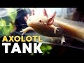 My NEW Axolotl Tank!! ≽(ᓐ ᗨ ᓒ)≼