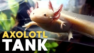 My NEW Axolotl Tank!! ≽(ᓐ ᗨ ᓒ)≼