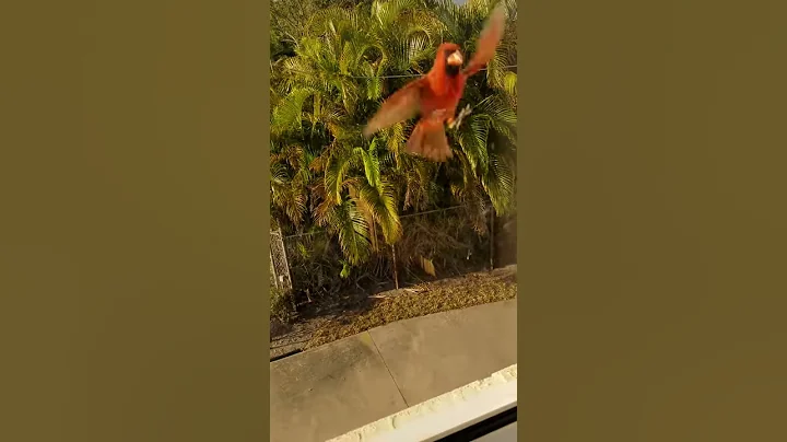 Red Cardinal