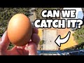 How High Can You Catch an Egg?