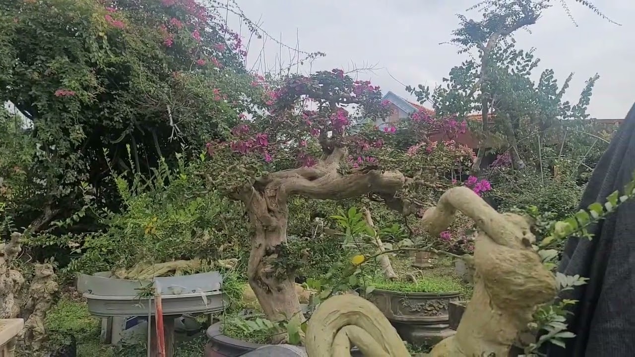 Đến thăm nhà vườn bạn xuân trường. Hồng giang Lục Ngạn b ninh có nhiều phôi duối đep Sđt 0978295166