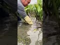 the stage of removing a plant in water is carried out by an expert#creative
