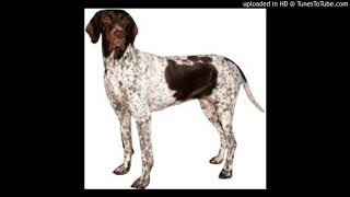 Chien
