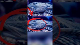 ⚠️ BUG NO OCEANO: O ANIMAL BIZARRO QUE PARECE UMA CANETA E BRILHA NO ESCURO! 🪶🌊 #shorts #bichobugado