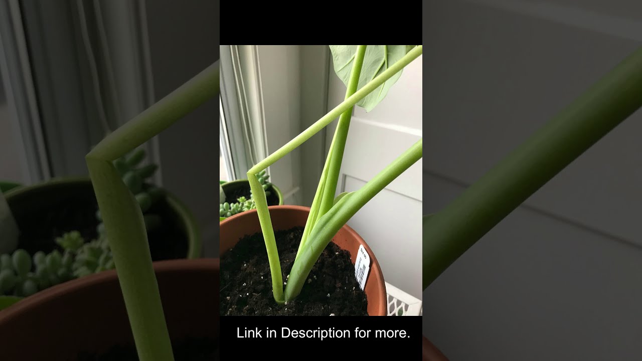 Elephant Ear Plant Broken Stem Lets Fix this Problem! Shorts YouTube