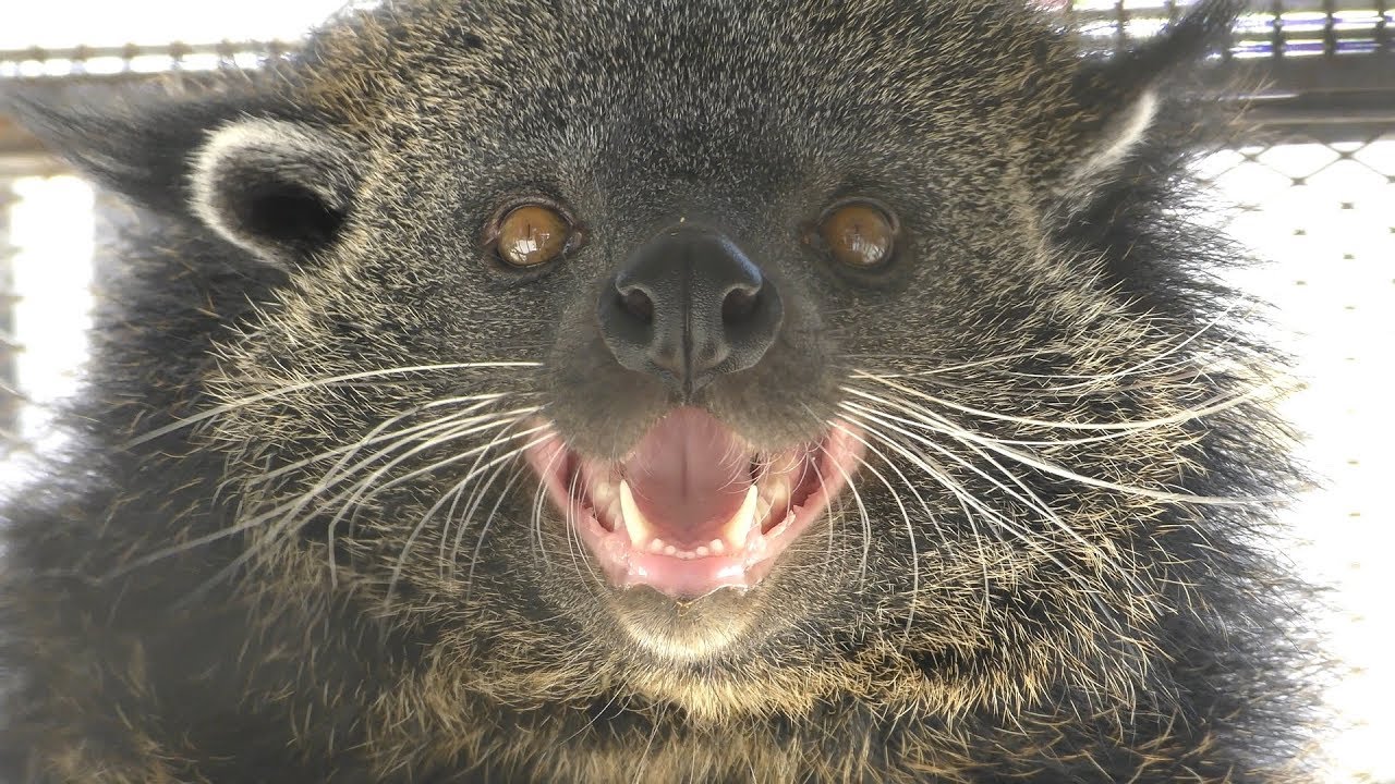 激レア！ ビントロング（Binturong / Bear cat）の頭骨 激レア！ ビントロング（Binturong / Bear cat）の頭骨 ☆ 即納 ☆ 激