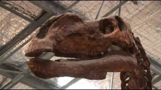 Im A Dinosaur - Muttaburrasaurus Hooplakidz Tv