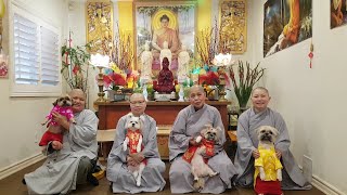 Đầu năm bốn bé biết cúng dường Tam Bảo 2023||Beginning of year four babies know offering Triratna.