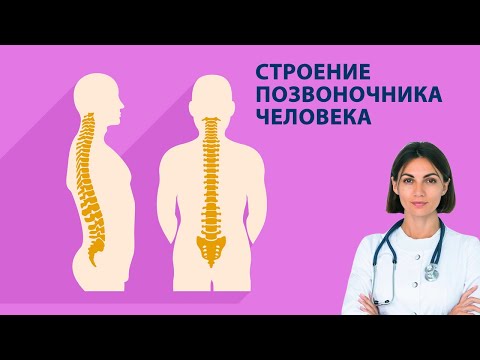 СТРОЕНИЕ ПОЗВОНОЧНИКА ЧЕЛОВЕКА. КАК ДЕЛИТСЯ ПОЗВОНОЧНИК НА ОТДЕЛЫ? КАК ПРАВИЛЬНО СЧИТАТЬ ПОЗВОНКИ?