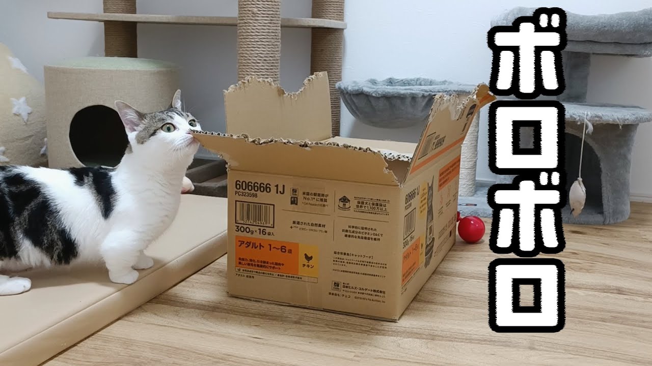 目を離した隙にキャットフードの入った箱がこんなんなってました笑