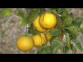 Veracruz Agropecuario - Naranjas de Alamo Temapache