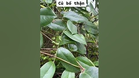 Cây khúc khắc chữa bổ thận tráng dương, xương khớp, đau lưng