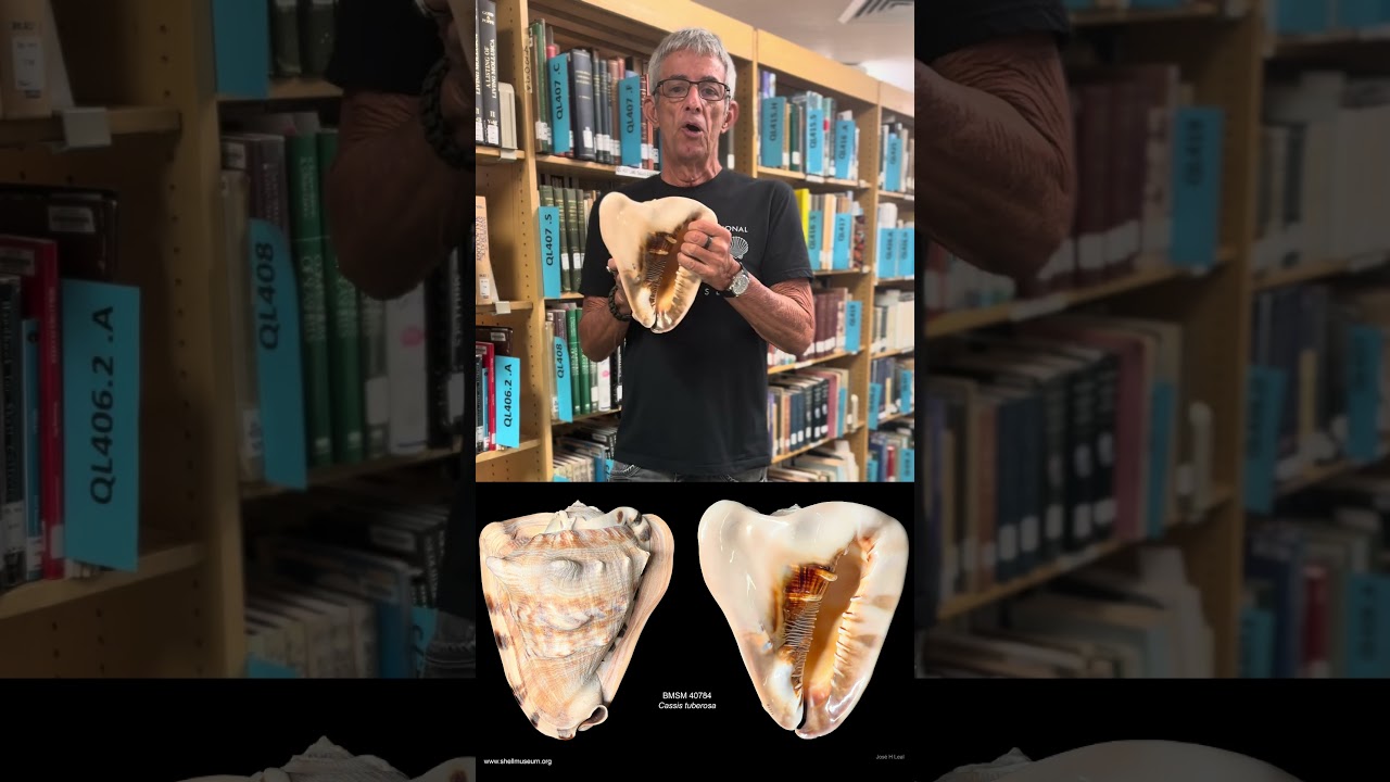 Today, learn about the King Helmet (𝘊𝘢𝘴𝘴𝘪𝘴 𝘵𝘶𝘣𝘦𝘳𝘰𝘴𝘢) with Dr. Jos&eacute; H. Leal.