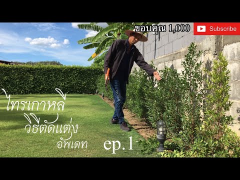 รั้วต้นไม้ไทรเกาหลี ep.1 อัพเดท 3 เดือน (วิธีตัดแต่ง) | kai siamrut