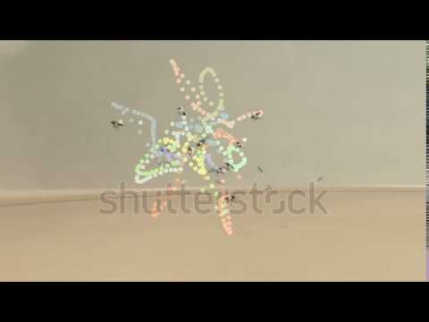 Multiple Objects Tracking