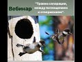 "Травма сепарации, между поглощением и отвержением" Ознакомительный фрагмент вебинара