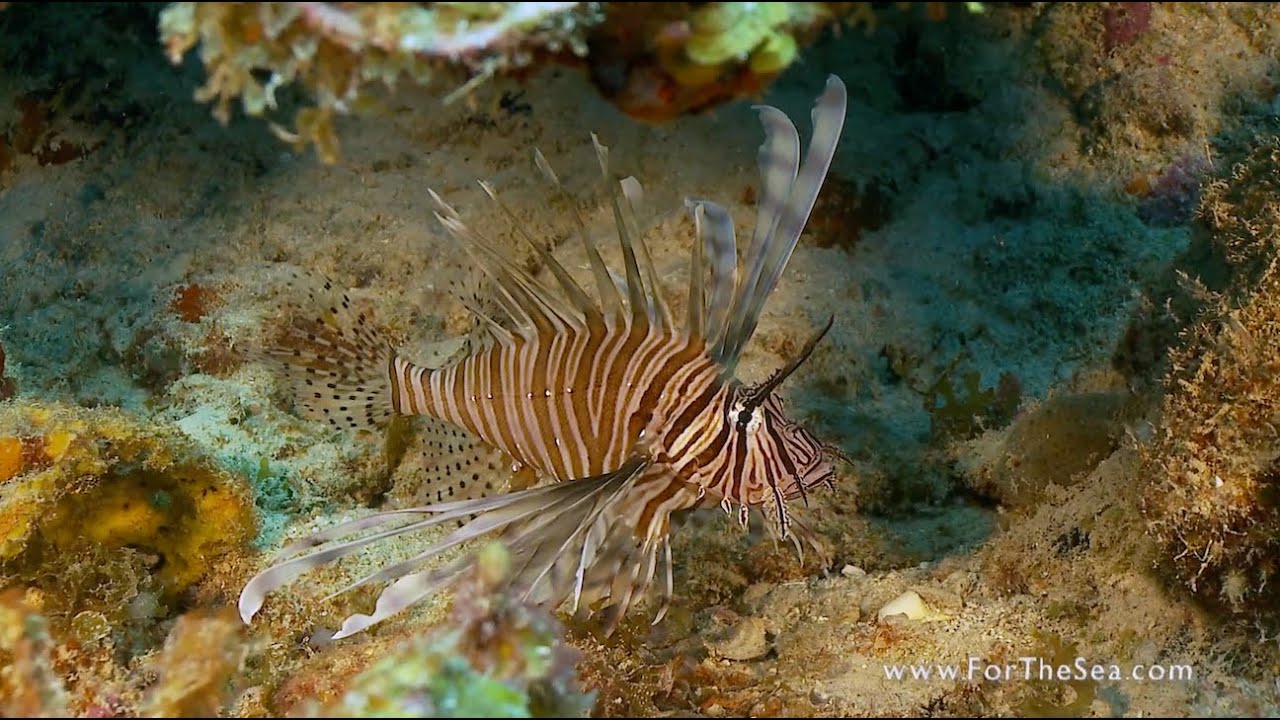 Learning To Sea - The Lionfish