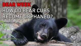 You found a bear cub alone - now what?