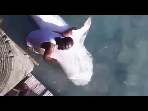 Guy in water with 12 foot long bull shark!
