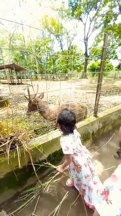 suara rusa timor #shorts