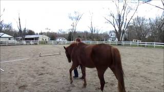 Straightness Training Groundwork 1 Evaluation - Shawn Ratliff and Tuffy