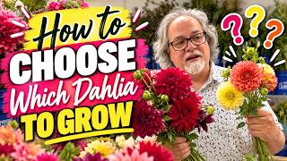 Growing Dahlias for Cut Flowers? Don’t Choose on Looks Alone