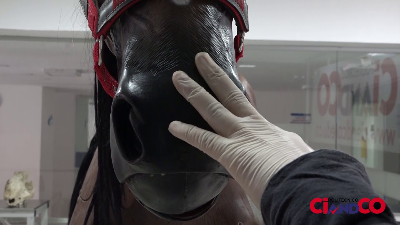 Simulador Equino - Paso de Sonda Nasogástrica