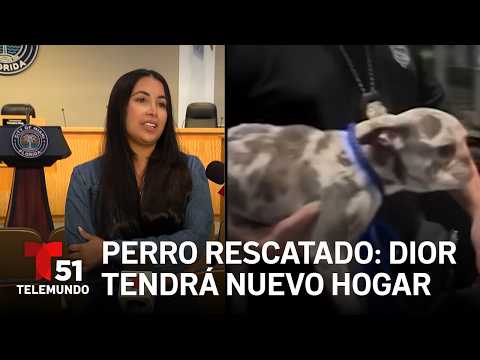 From a Balcony to a New Home: Dior Rescued in Miami
