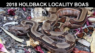 Check out my 2018 Holdback Locality Boa Constrictors! Profile